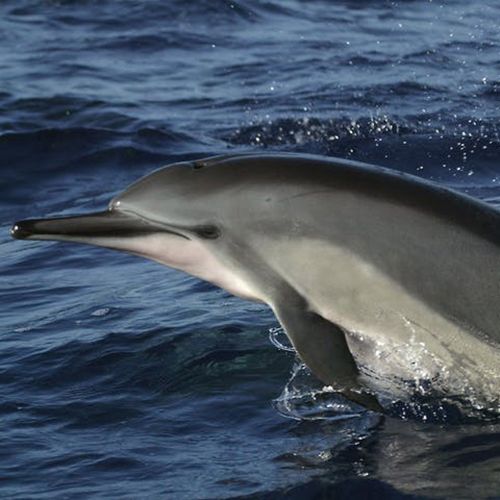 Snorkel & Dolphin Adventure - Body Glove